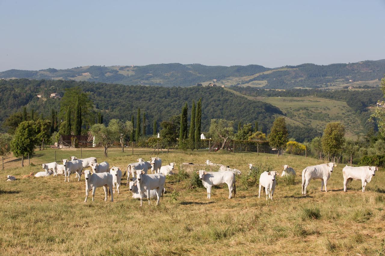 Poggiovalle Tenuta Italiana Città della Pieve Exteriér fotografie
